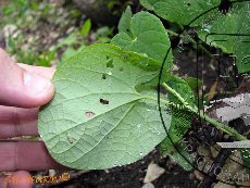 Алланкастрия кавказская (зеринтия кавказская) 001